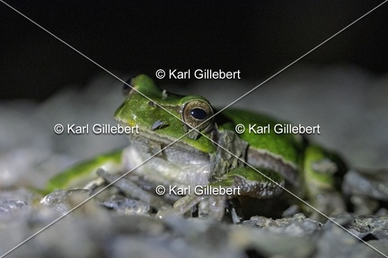 Karl-Gillebert-Rainette-verte-Hyla-arborea-3922-DeNoiseAI-clear