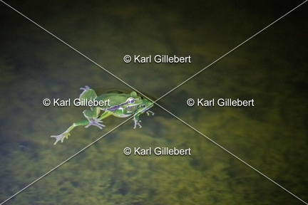 Karl-Gillebert-Rainette-verte-Hyla-arborea-3930-DeNoiseAI-clear