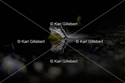 Karl-Gillebert-Rainette-verte-Hyla-arborea-3948-DeNoiseAI-clear