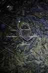 Karl-Gillebert-Rainette-verte-Hyla-arborea-3954-DeNoiseAI-clear