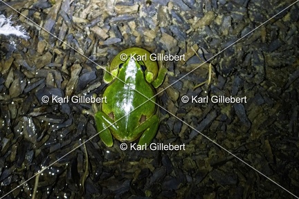 Karl-Gillebert-Rainette-verte-Hyla-arborea-3957-DeNoiseAI-clear