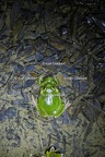 Karl-Gillebert-Rainette-verte-Hyla-arborea-3964-DeNoiseAI-clear