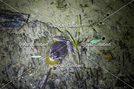 Karl-Gillebert-Rainette-verte-Hyla-arborea-3974-DeNoiseAI-clear