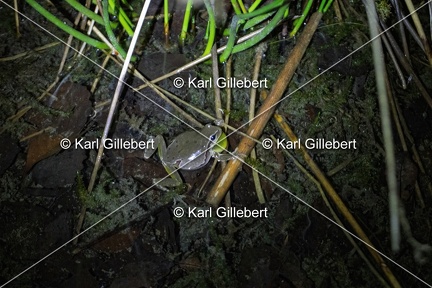 Karl-Gillebert-Rainette-verte-Hyla-arborea-3980-DeNoiseAI-clear
