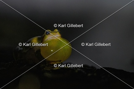 Karl-Gillebert-Rainette-verte-Hyla-arborea-3994-DeNoiseAI-clear