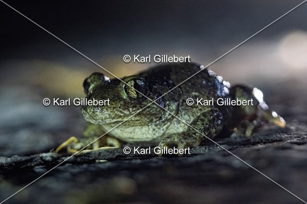 Karl-Gillebert karl-alyte-accoucheur-alytes-obstetricans-4219