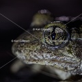 Karl-Gillebert karl-alyte-accoucheur-alytes-obstetricans-4224