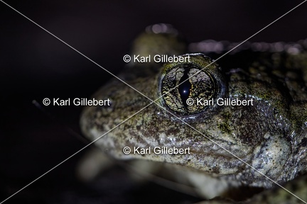 Karl-Gillebert karl-alyte-accoucheur-alytes-obstetricans-4224