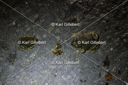 Karl-Gillebert karl-alyte-accoucheur-alytes-obstetricans-4228