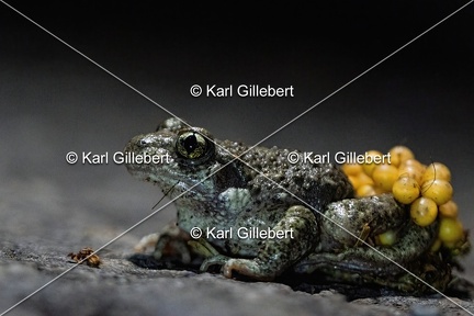 Karl-Gillebert karl-alyte-accoucheur-alytes-obstetricans-4156