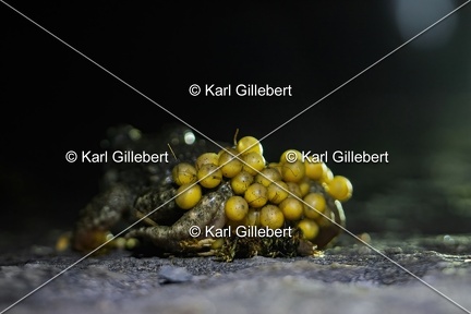 Karl-Gillebert karl-alyte-accoucheur-alytes-obstetricans-4176