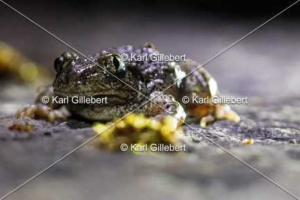 Karl-Gillebert karl-alyte-accoucheur-alytes-obstetricans-4183