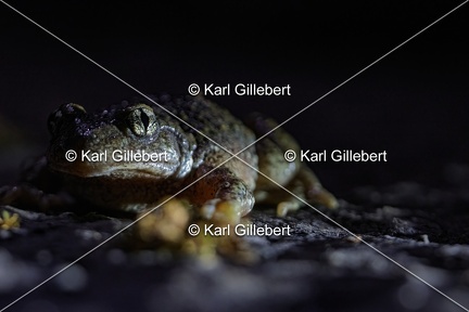 Karl-Gillebert karl-alyte-accoucheur-alytes-obstetricans-4187