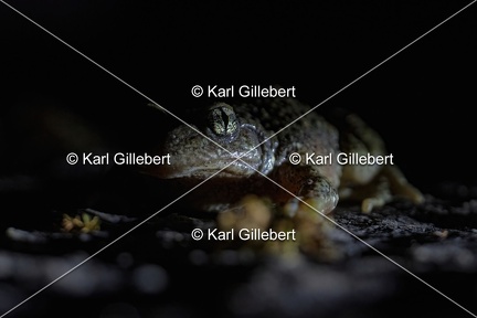Karl-Gillebert karl-alyte-accoucheur-alytes-obstetricans-4195
