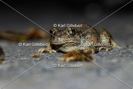 Karl-Gillebert karl-alyte-accoucheur-alytes-obstetricans-4200