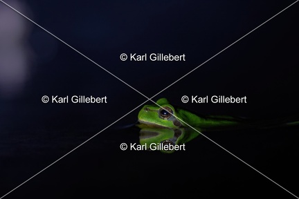 Karl-Gillebert karl-Rainette-verte-Hyla-arborea-4297