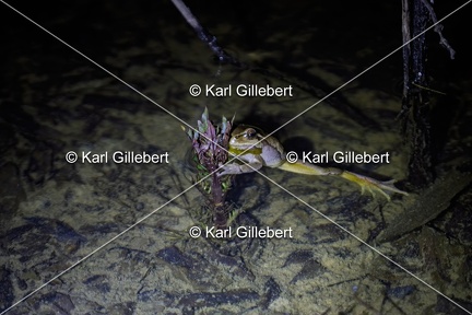 Karl-Gillebert karl-Rainette-verte-Hyla-arborea-4299