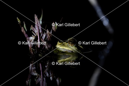 Karl-Gillebert karl-Rainette-verte-Hyla-arborea-4338