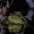 Karl-Gillebert karl-Rainette-verte-Hyla-arborea-4351