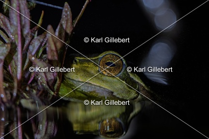 Karl-Gillebert karl-Rainette-verte-Hyla-arborea-4351