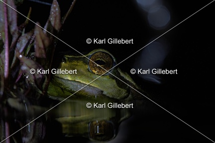 Karl-Gillebert karl-Rainette-verte-Hyla-arborea-4355
