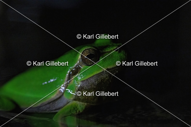 Karl-Gillebert_karl-Rainette-verte-Hyla-arborea-4370.jpg