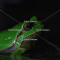 Karl-Gillebert karl-Rainette-verte-Hyla-arborea-4370