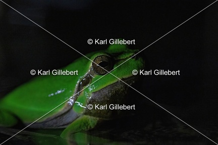 Karl-Gillebert karl-Rainette-verte-Hyla-arborea-4370