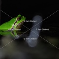 Karl-Gillebert karl-Rainette-verte-Hyla-arborea-4393