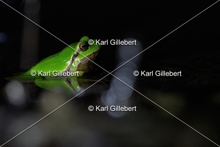 Karl-Gillebert karl-Rainette-verte-Hyla-arborea-4393
