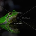 Karl-Gillebert karl-Rainette-verte-Hyla-arborea-4425