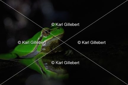 Karl-Gillebert karl-Rainette-verte-Hyla-arborea-4425