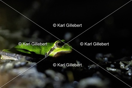 Karl-Gillebert karl-Rainette-verte-Hyla-arborea-4448
