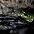 Karl-Gillebert karl-Rainette-verte-Hyla-arborea-4458