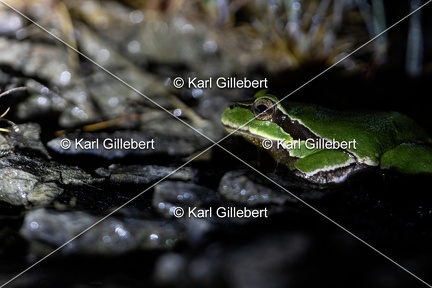 Karl-Gillebert karl-Rainette-verte-Hyla-arborea-4458