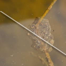 Batraciens