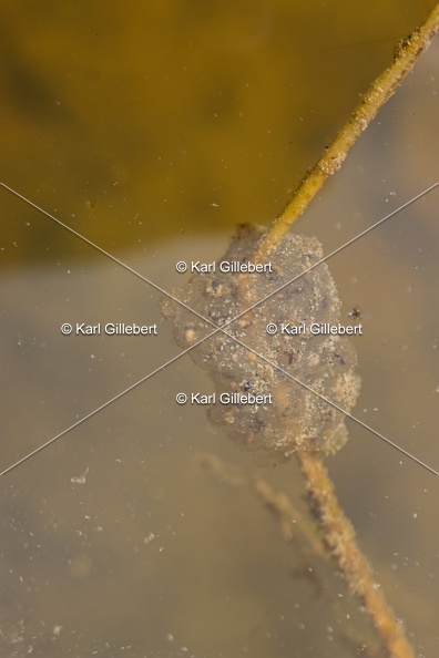 Karl-Gillebert_karl-Rainette-verte-Hyla-arborea-4120.jpg