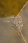 Karl-Gillebert karl-Rainette-verte-Hyla-arborea-4120