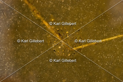 Karl-Gillebert karl-Rainette-verte-Hyla-arborea-4122