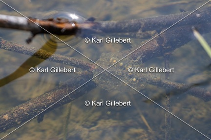 Karl-Gillebert karl-Rainette-verte-Hyla-arborea-4127
