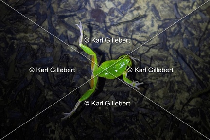 Karl-Gillebert karl-Rainette-verte-Hyla-arborea-4240