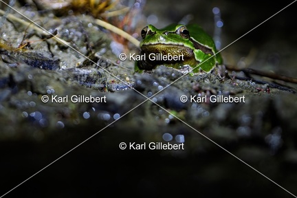Karl-Gillebert karl-Rainette-verte-Hyla-arborea-4251
