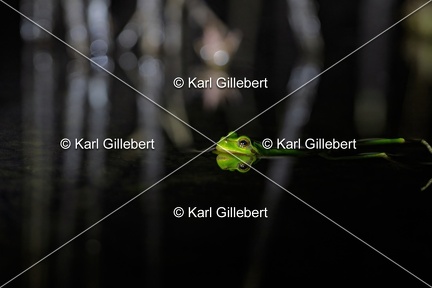 Karl-Gillebert karl-Rainette-verte-Hyla-arborea-4265