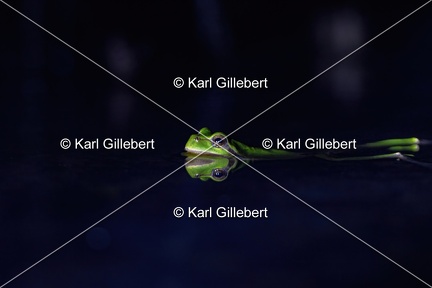 Karl-Gillebert karl-Rainette-verte-Hyla-arborea-4275