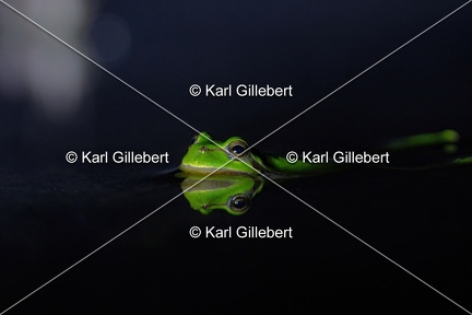 Karl-Gillebert karl-Rainette-verte-Hyla-arborea-4280