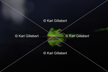 Karl-Gillebert karl-Rainette-verte-Hyla-arborea-4292
