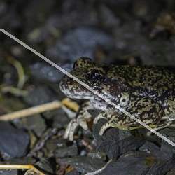 Batraciens