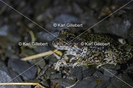 Karl-Gillebert-alyte-accoucheur-alytes-obstetricans-4560