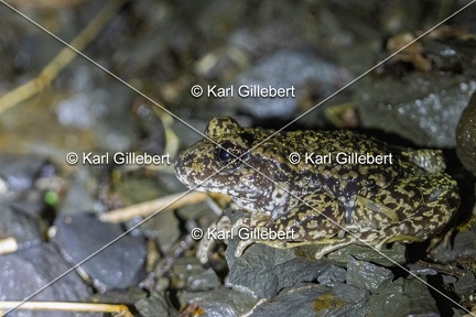 Karl-Gillebert-alyte-accoucheur-alytes-obstetricans-4565