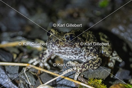 Karl-Gillebert-alyte-accoucheur-alytes-obstetricans-4573